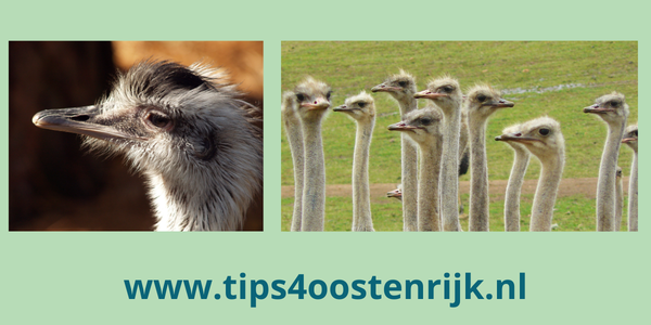 Struisvogelboerderij Wallner